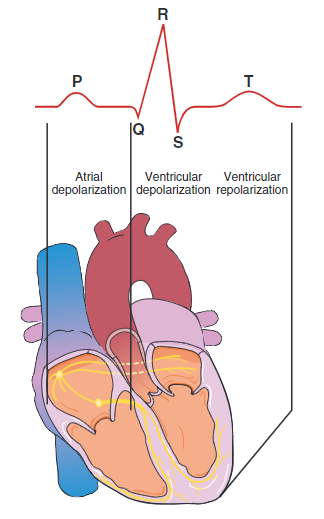 Depolarisasi dan repolarisasi jantung